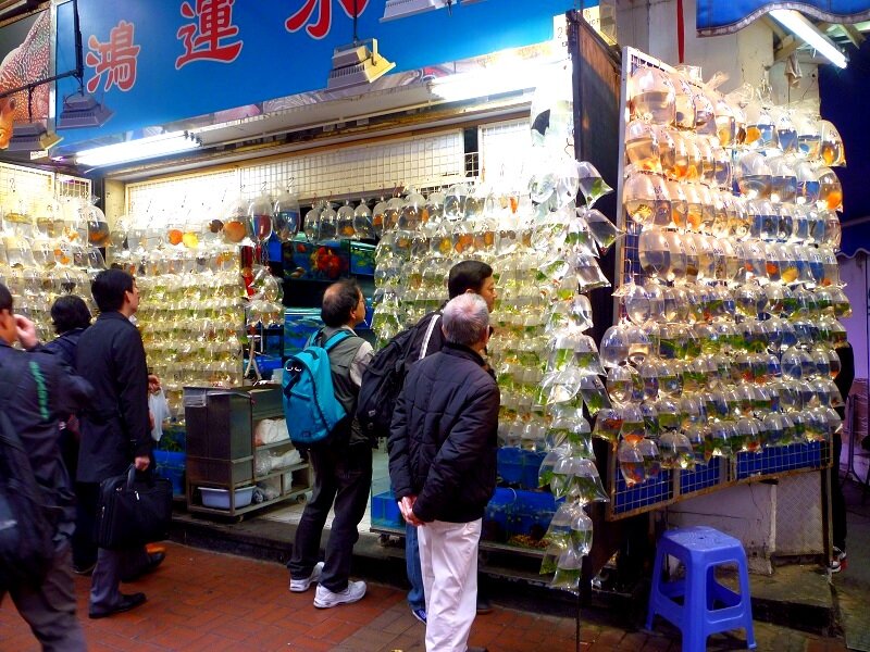 Рынки Гонконга Golden Fish Market