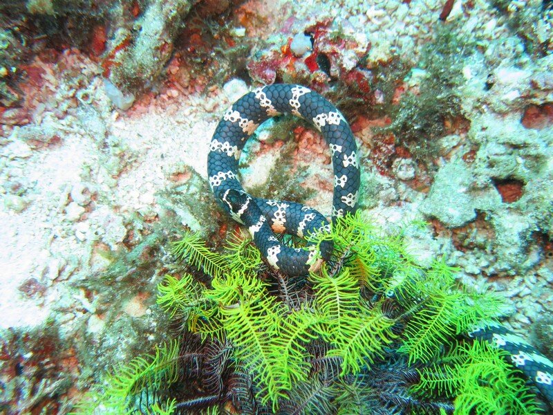 IMG 0560 Красота подводного мира острова Панглао