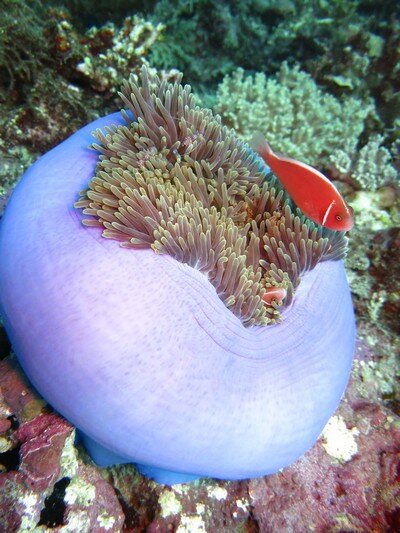 IMG 0584 Красота подводного мира острова Панглао