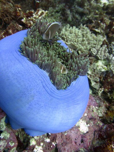 IMG 0587 Красота подводного мира острова Панглао