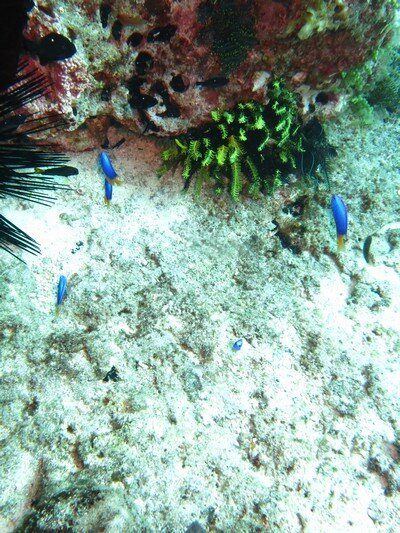 IMG 0614 Красота подводного мира острова Панглао