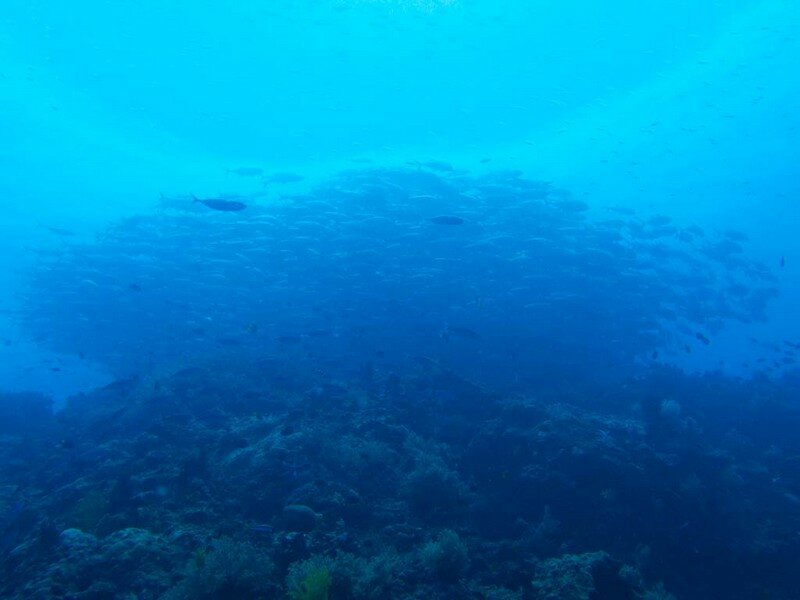 IMG 0700 Красота подводного мира острова Панглао