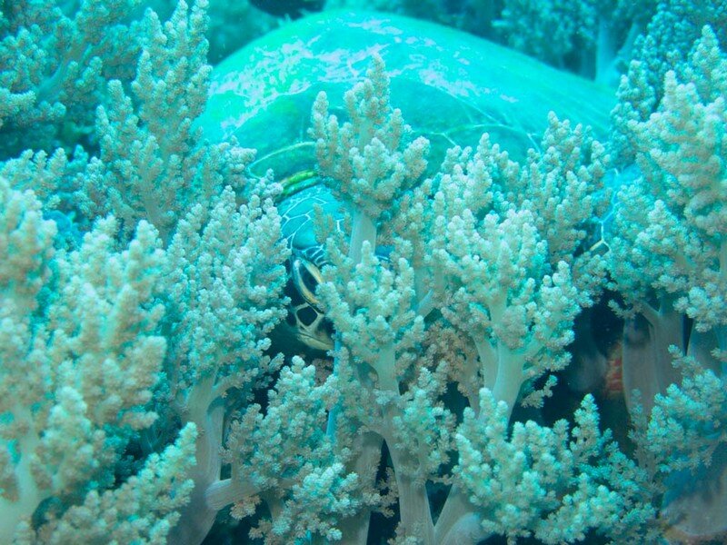 IMG 0704 Красота подводного мира острова Панглао