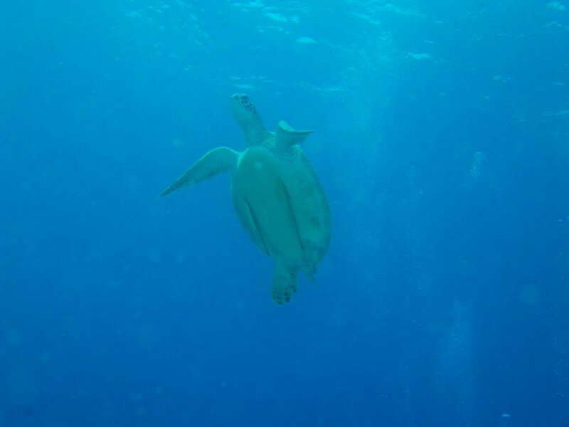 IMG 0774 Красота подводного мира острова Панглао