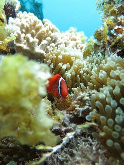 IMG 0825 Красота подводного мира острова Панглао