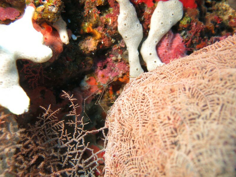 IMG 0830 Красота подводного мира острова Панглао