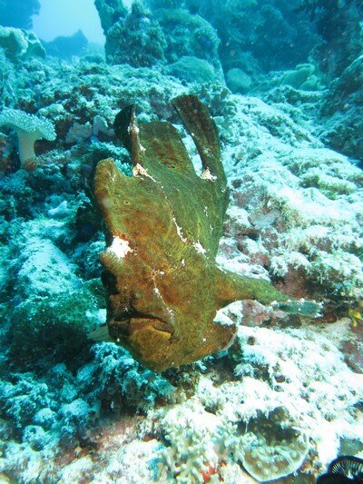 IMG 0906 Красота подводного мира острова Панглао