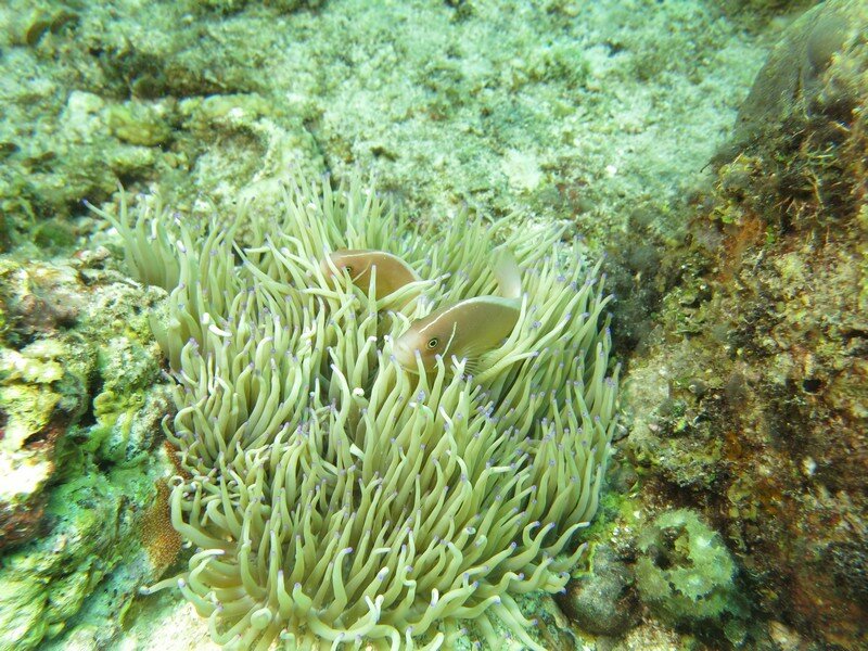 IMG 0985 Красота подводного мира острова Панглао