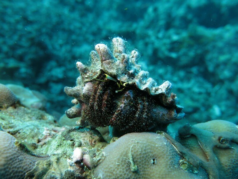IMG 0998 Красота подводного мира острова Панглао