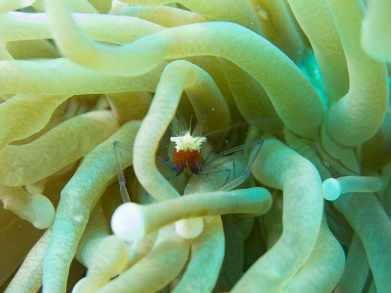 IMG 1079 Красота подводного мира острова Панглао