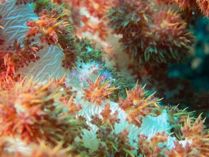 IMG 1153 Красота подводного мира острова Панглао