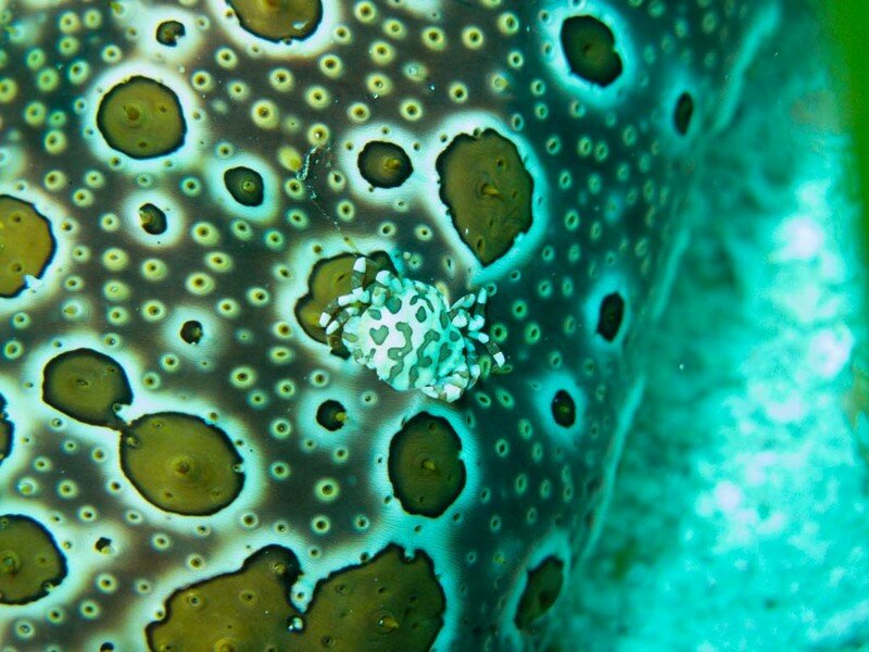 IMG 1170 Красота подводного мира острова Панглао