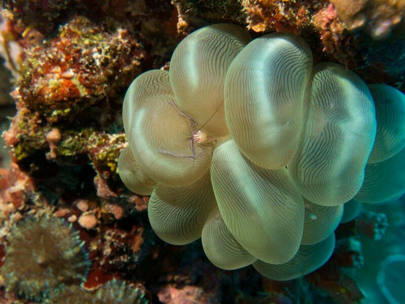 IMG 1303 Красота подводного мира острова Панглао