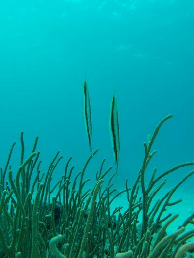 IMG 1622 Красота подводного мира острова Панглао