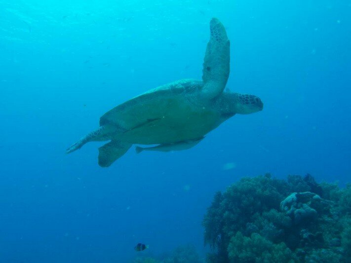 IMG 1835 Красота подводного мира острова Панглао