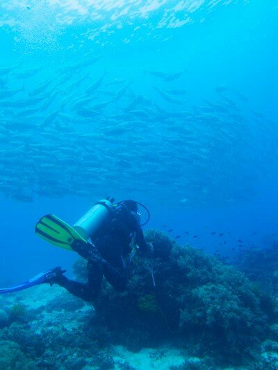 IMG 2469 Красота подводного мира острова Панглао