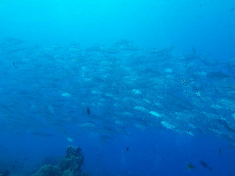 IMG 2490 Красота подводного мира острова Панглао