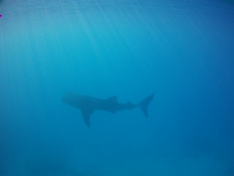 PICT0150 Поплавать с акулами и чуть не умереть от счастья!