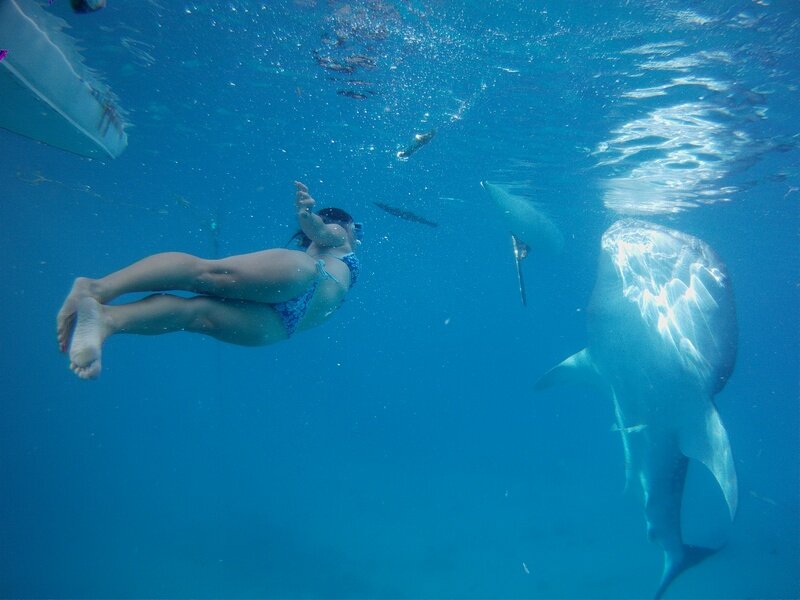 PICT0154 Поплавать с акулами и чуть не умереть от счастья!