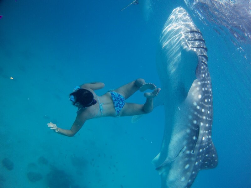 PICT01571 Поплавать с акулами и чуть не умереть от счастья!