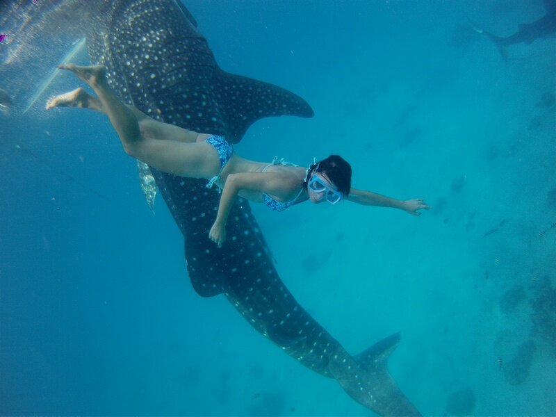 PICT0169 Поплавать с акулами и чуть не умереть от счастья!