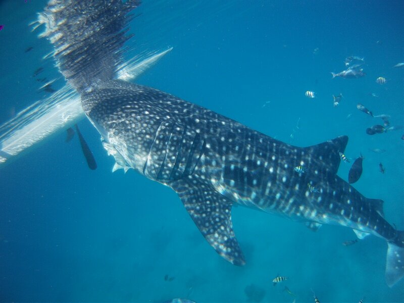 китовая акула фото