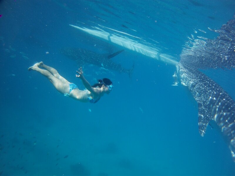 PICT0187 Поплавать с акулами и чуть не умереть от счастья!
