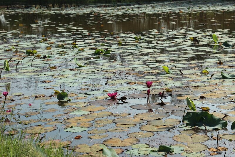 озеро лотосов Муйне вьетнам