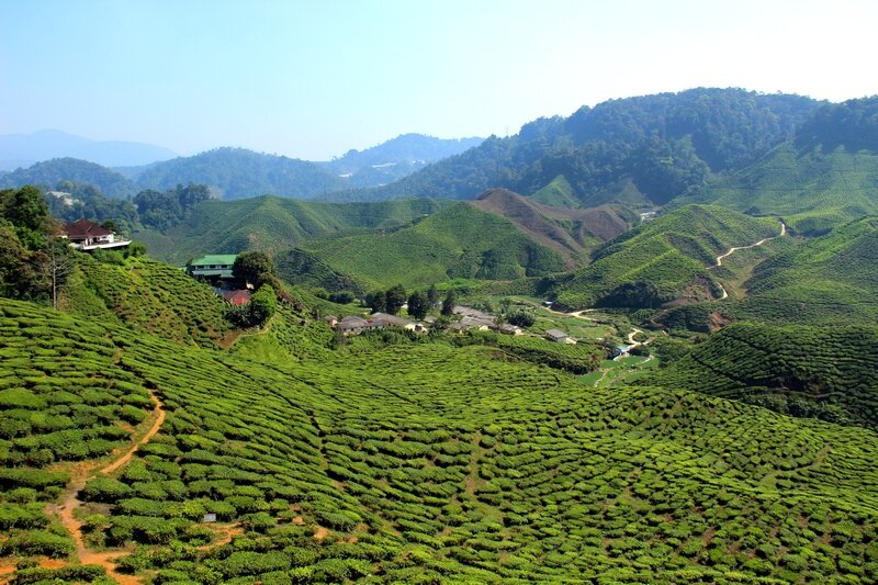 Чайные плантации фото