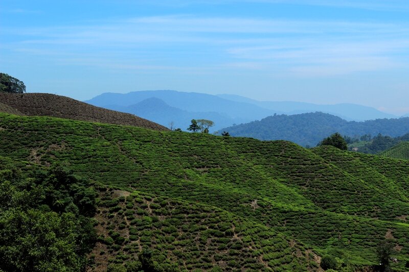 Чайные плантации фото