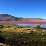 Тур в Уюни Боливия. День 1. Разноцветные лагуны, ламы и гейзеры